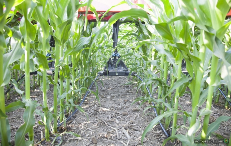 12 способів підвищити врожайність кукурудзи - фото 01f53-181697-11730238__large.jpg