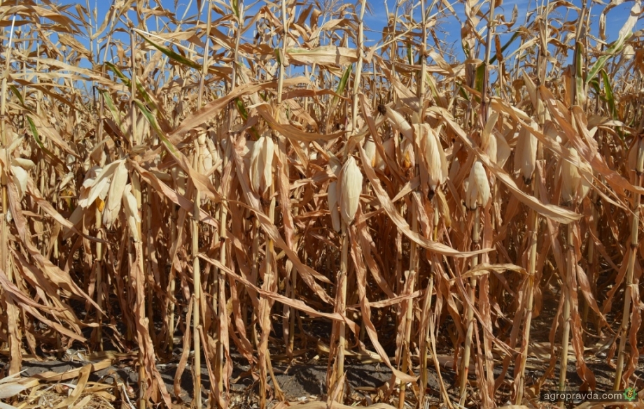 12 способів підвищити врожайність кукурудзи - фото 6cfad-DSC_0097__large.JPG