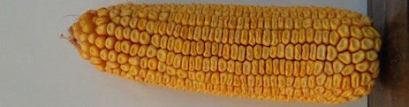 Гибрид кукурузы ДН ПИВИХА ФАО 180, Урожайность 12,0 т/га, Семена кукурузы с хорошей влагоотдачей и морозостойкостью. - фото pic_0e2eae48cd02771_700x3000_1.jpg
