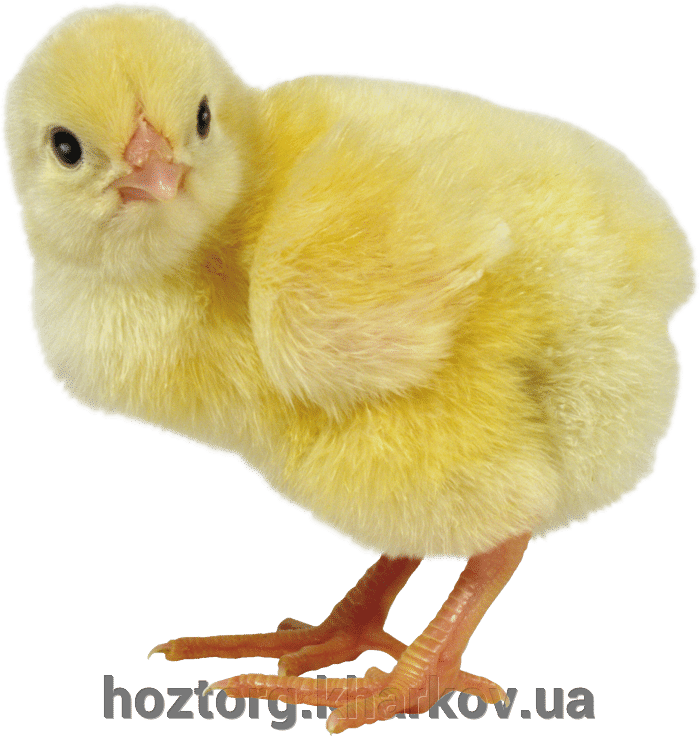 Поилки и кормушки для цыплят