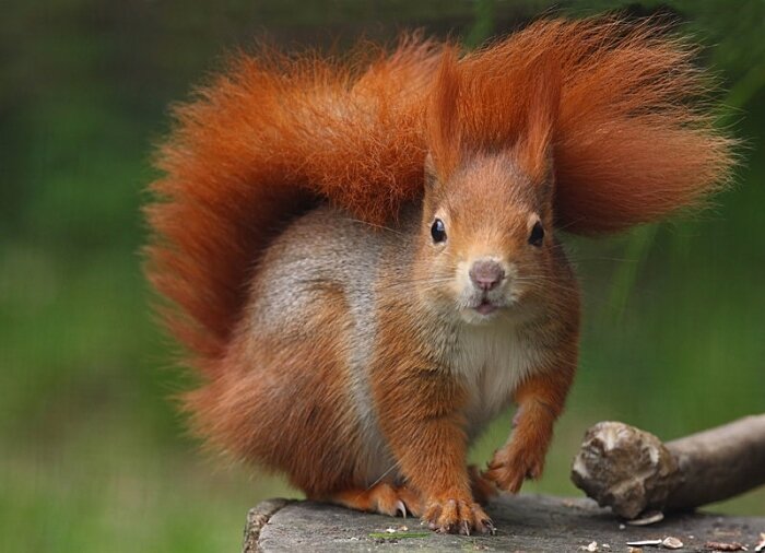 картинка белка рыжая