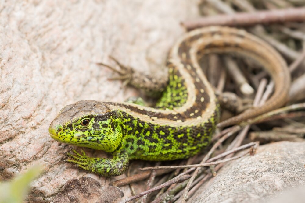 Прыткая ящерица и Луговая ящерица (Lacerta agilis и  Darevskia praticola) - фото pic_799b985cb20f090a5dc9c6333a630de5_1920x9000_1.jpg