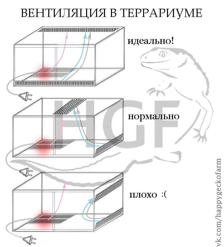 Полосатый геккон (Gekko vittatus) - Шипистик Shipistik