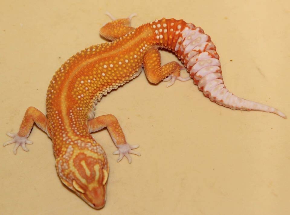 Леопардовый геккон-эублефар (Eublepharis macularius) - фото pic_46ff3e1920b48138f29e471346194a71_1920x9000_1.jpg