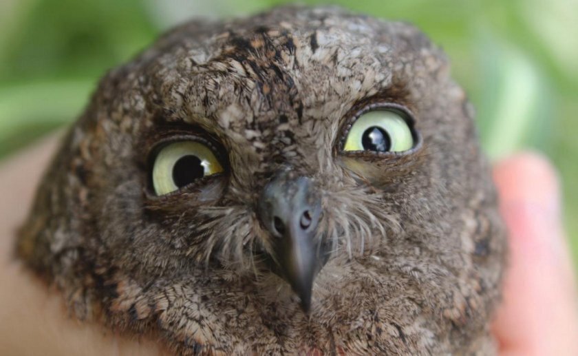 Здоровье и ветеринарное обслуживание