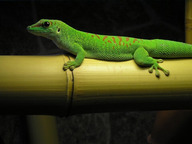 Мадагаскарский дневной геккон или Фельзума (Phelsuma Grandis) - фото pic_76642b01e6042cc32487ab7ee89f4f62_1920x9000_1.jpg