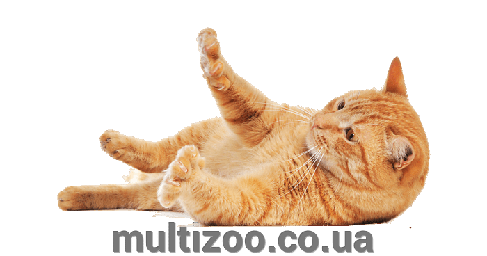 Зоотовары для животных в зоомагазине «Мультизоо» (multizoo.co.ua)