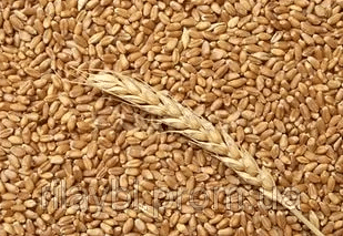 насіння озимої пшениці купити