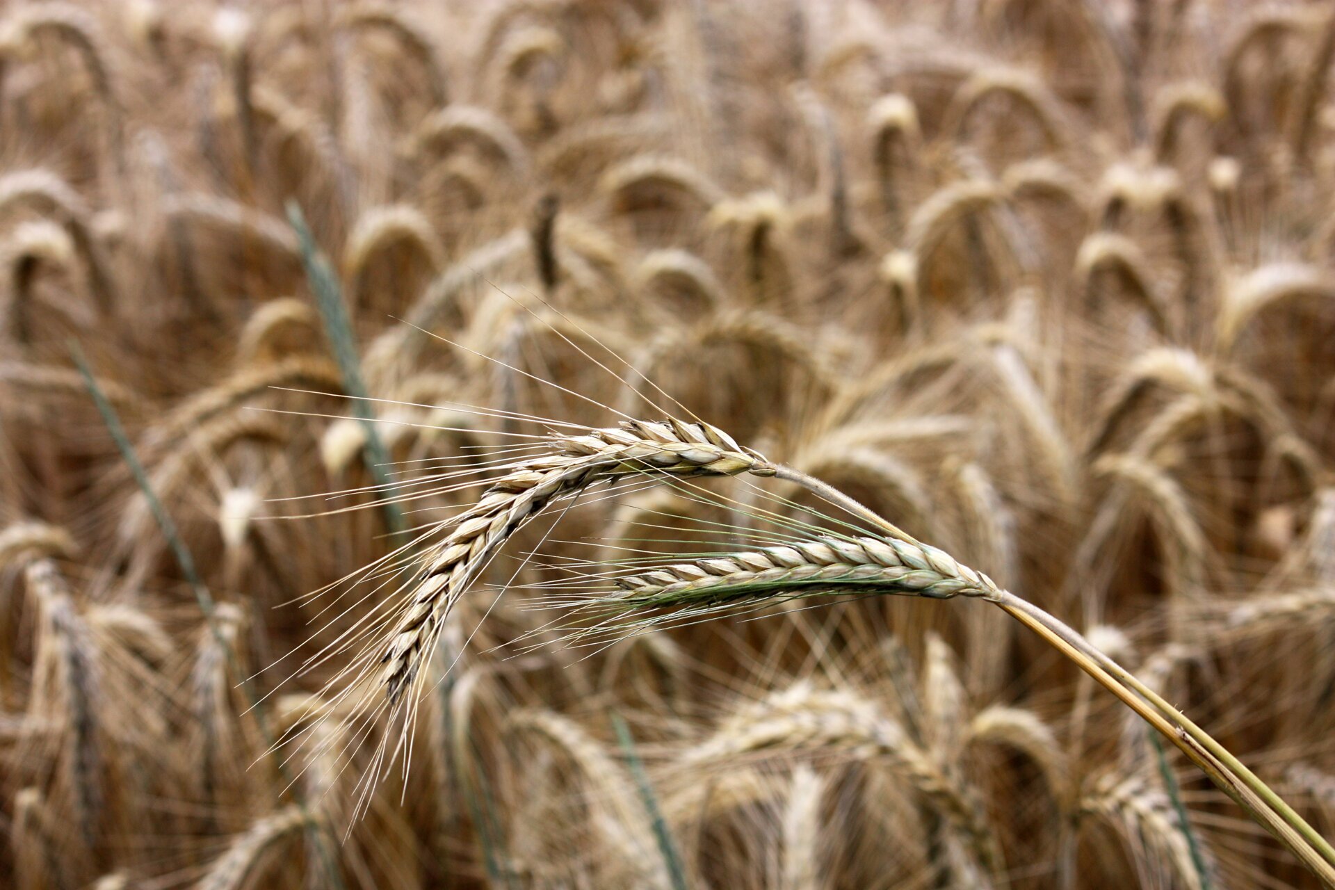 жито озиме в Україні