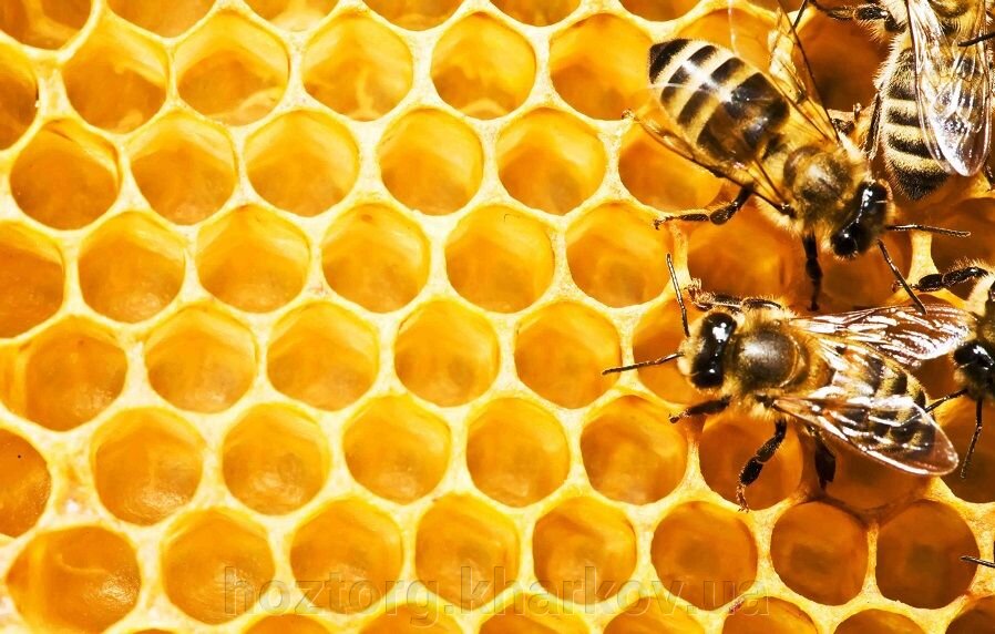Рис. 2 – Пчелы на медовых сотах.