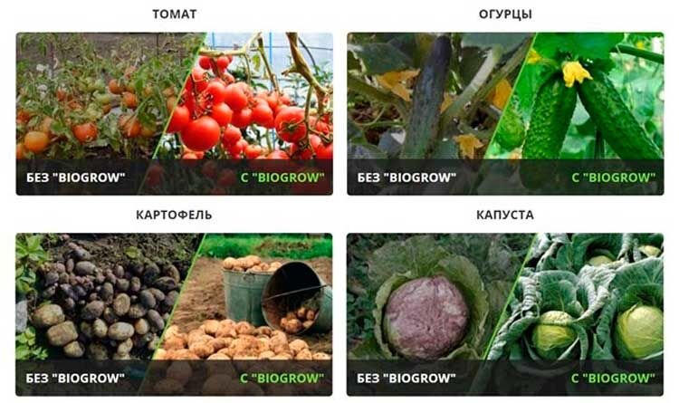 До и после применения биогроу