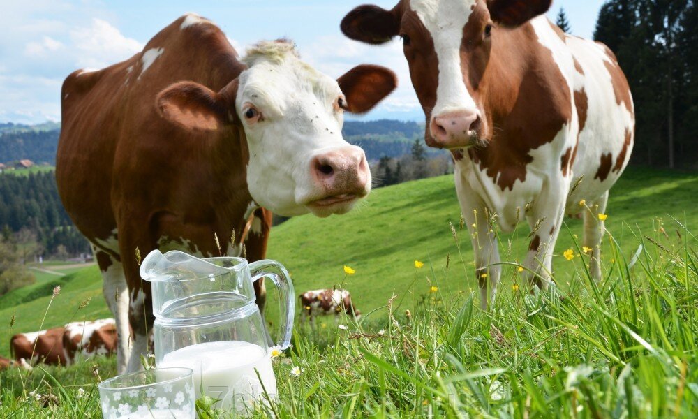 Почему у коровы нет молока? - фото pic_a49f7e0d98e243a20b0a271b3c642d33_1920x9000_1.jpg