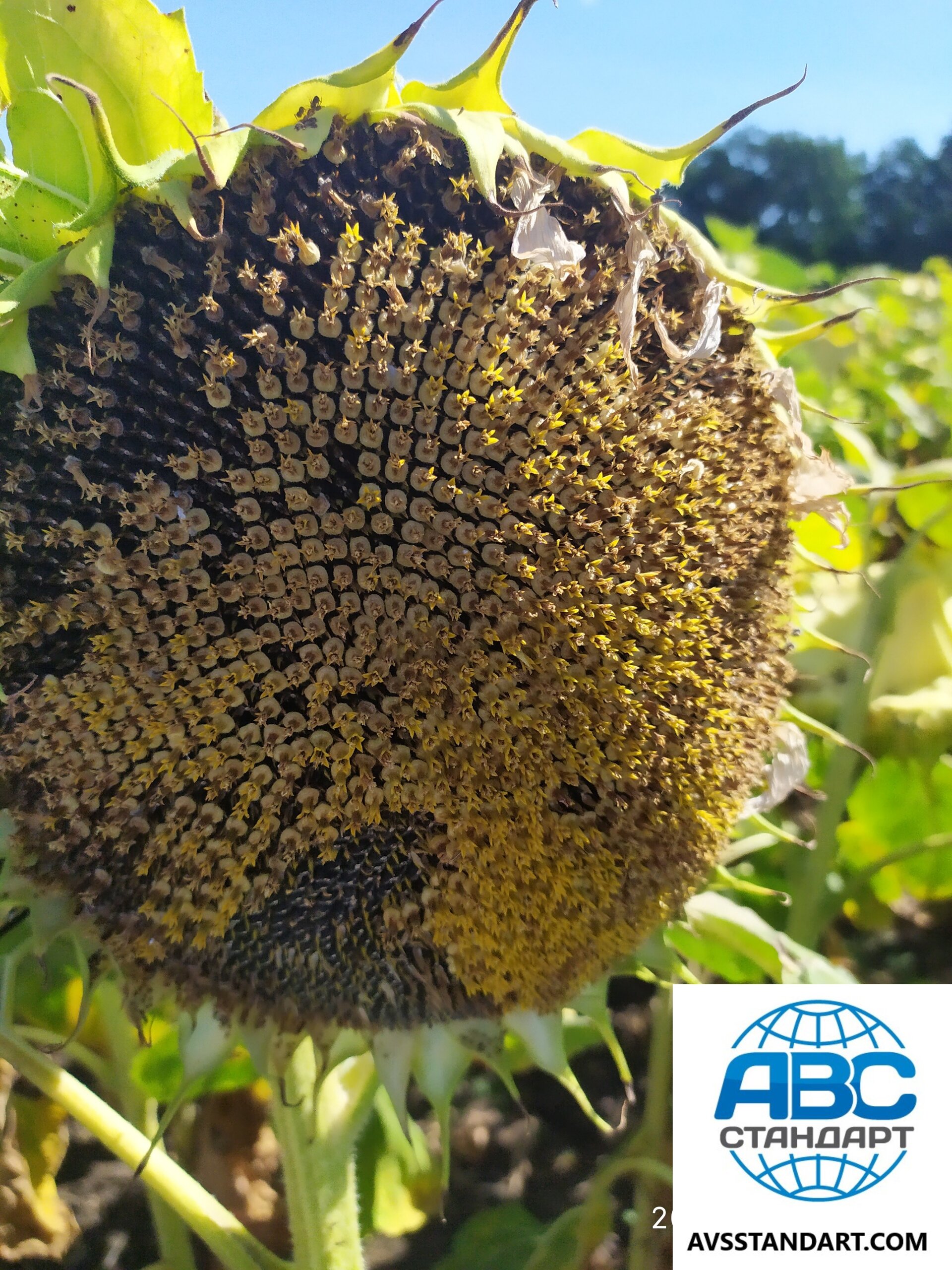 Урожайный подсолнечник Экватор 42ц/га с олийностью 50%Гибрид устойчив к Евро. Лайтингу, держит шесть рас заразихи A-F. - фото pic_78725d3253b072fc7c25f5527d3a6b3f_1920x9000_1.jpg