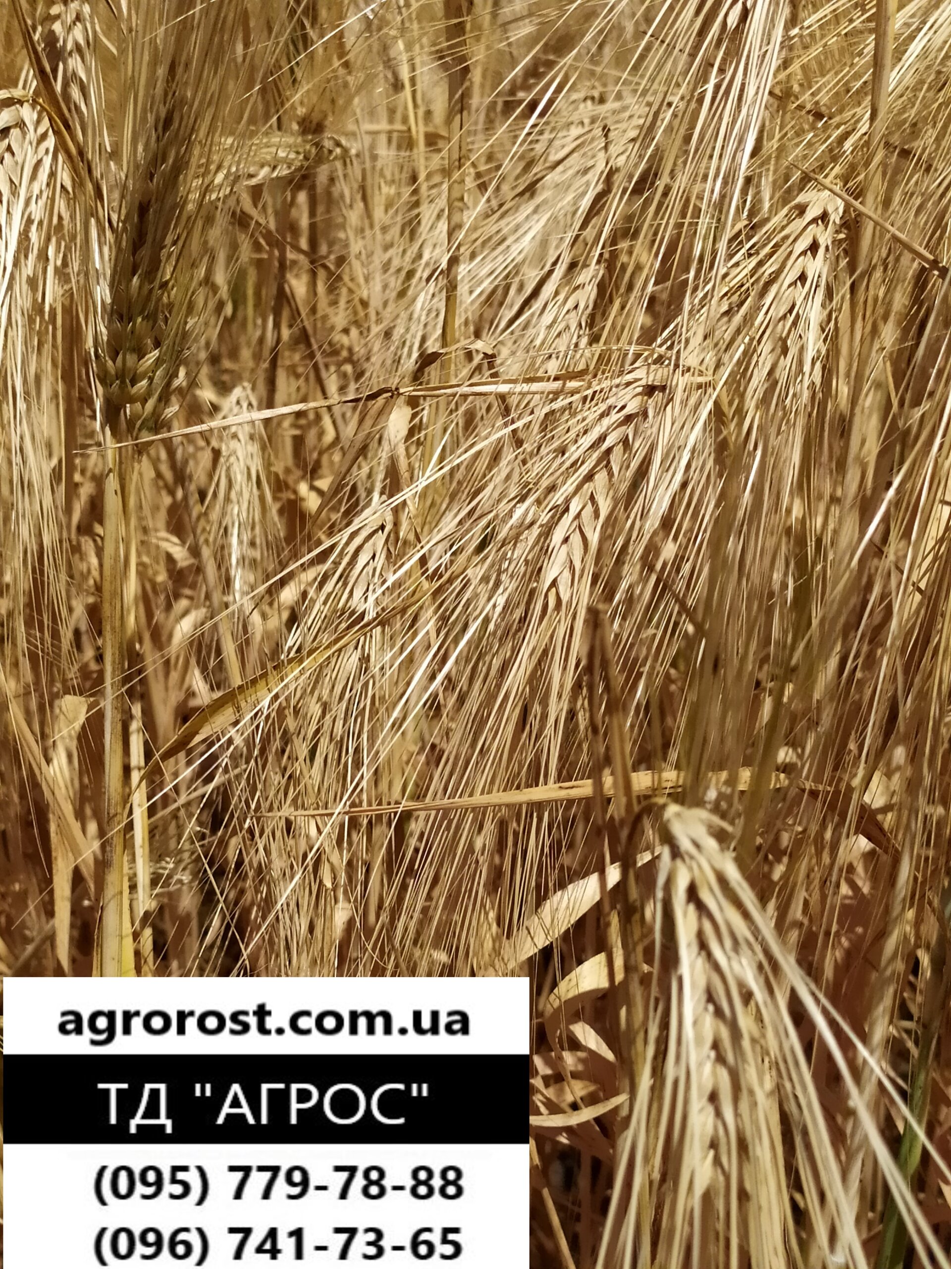 Яровой ячмень Гелиос ранний 90 - 93 дней. Высокоурожайный сорт Гелиос с отличной устойчивостью к засухе, болезням. Элита - фото pic_c26e462c74c5f7c054fd91e95d1d912a_1920x9000_1.jpg