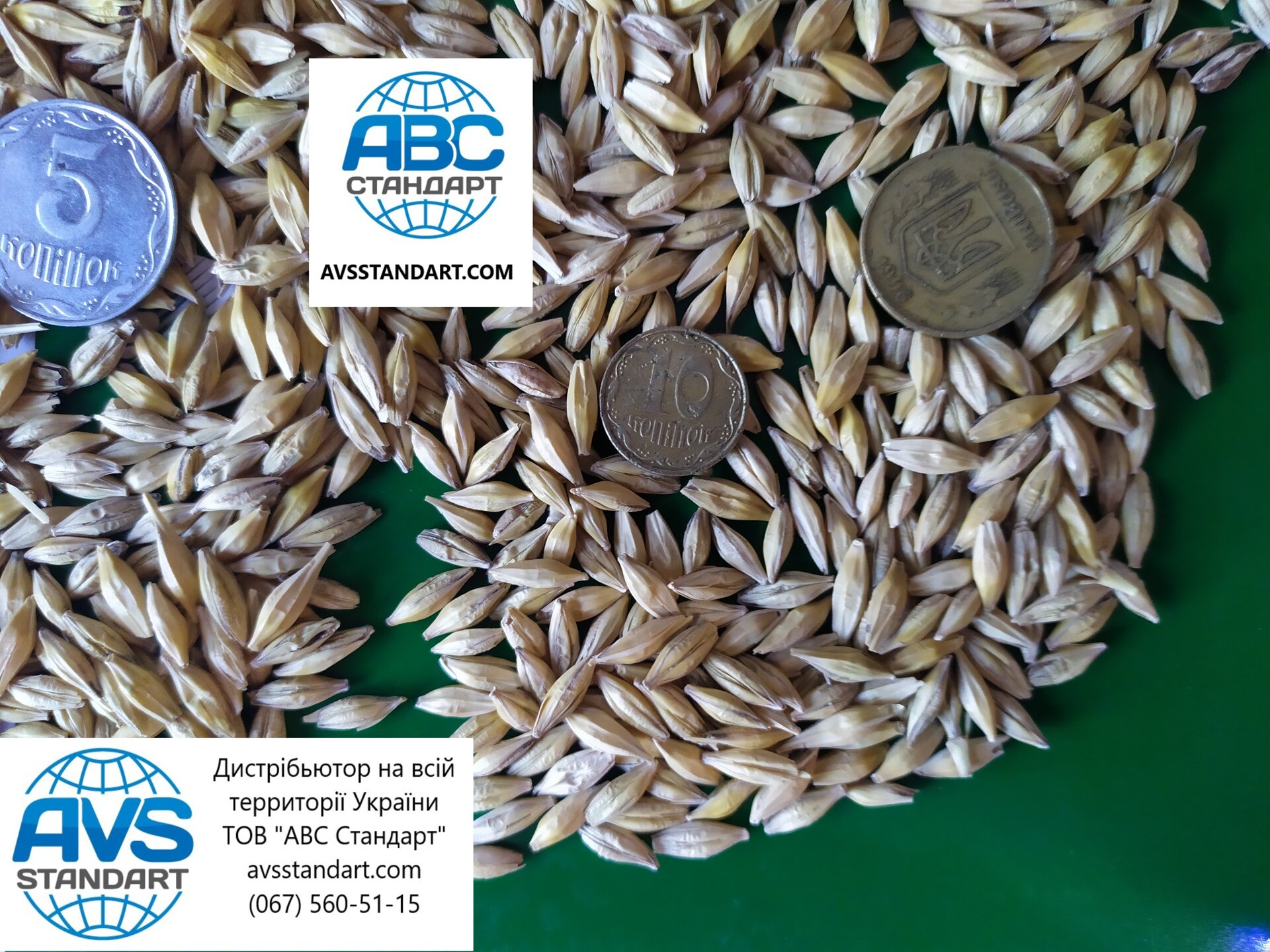 Семена озимого ячменя Селена Стар Элита. Зимо-засухоустойчивый с урожайностью 75ц/га, шестирядный ячмень Селена Стар. - фото pic_f13dafafb811db8e8398b85844773922_1920x9000_1.jpg