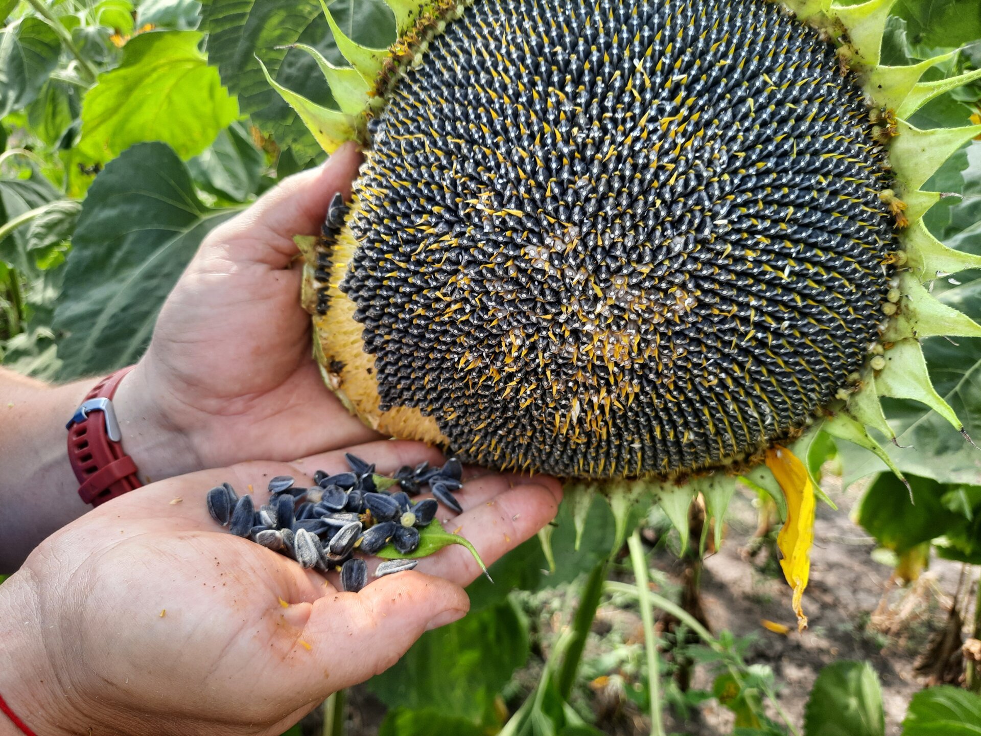 Гигантский подсолнух. Подсолнечник крупноплодный покровский. Семена подсолнечника русид. Подсолнечник спк. Сорта крупноплодного подсолнечника.