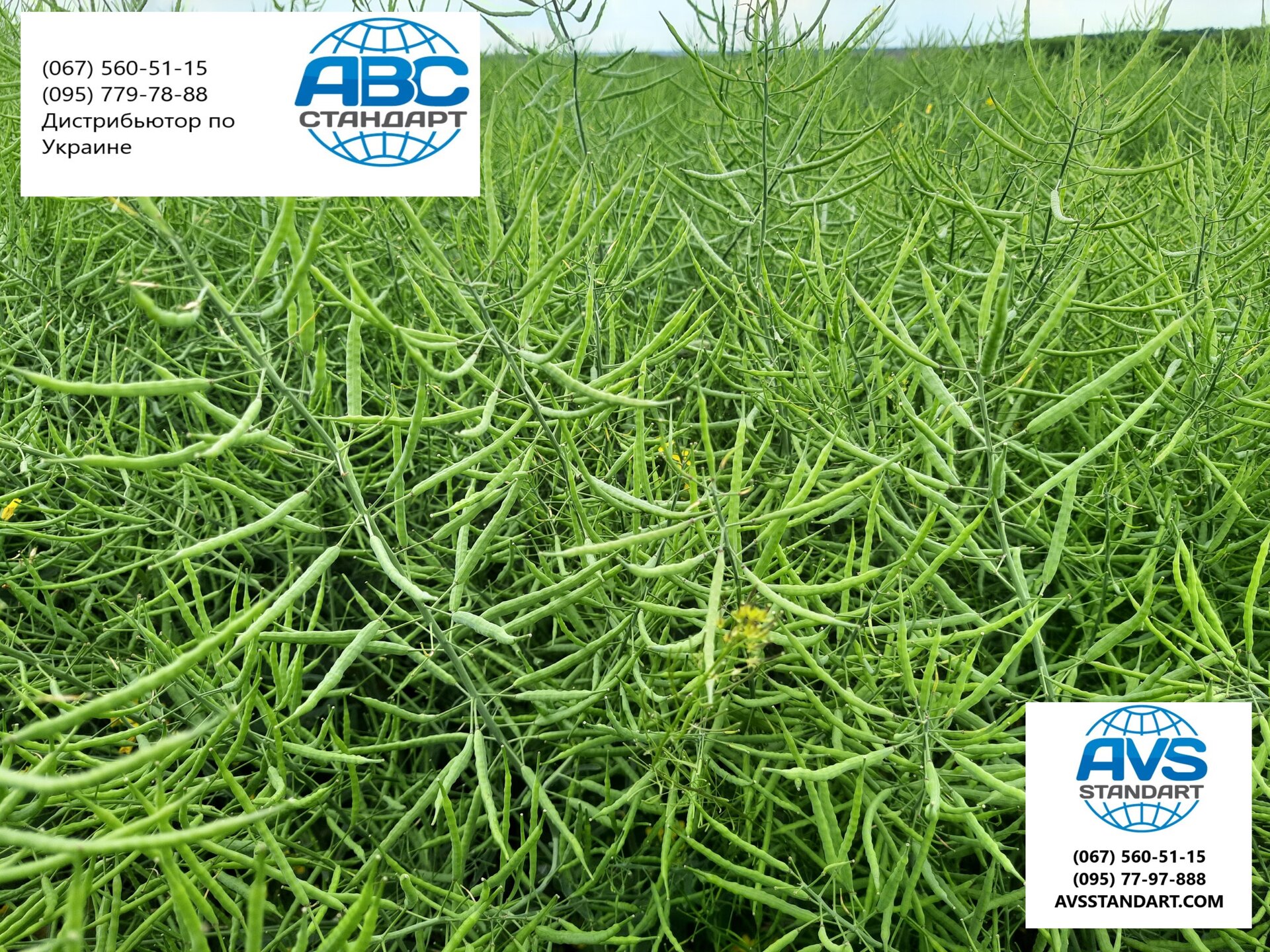 Гібрид озимого ріпаку Джордан під гліфосат. Урожайний озимий ріпак Джордан РС під раундап, 45ц / га. - фото pic_d12637b3547f128bc570ae3b8641d675_1920x9000_1.jpg