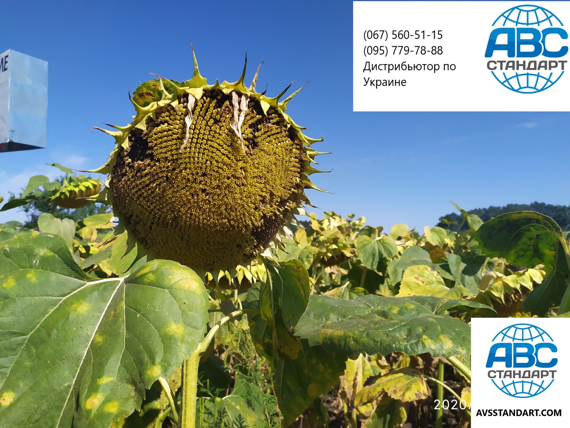 Урожайный подсолнечник Экватор 42ц/га с олийностью 50%Гибрид устойчив к Евро. Лайтингу, держит шесть рас заразихи A-F. - фото pic_6994d1677413ab1ce5b80abbb217a936_1920x9000_1.jpg