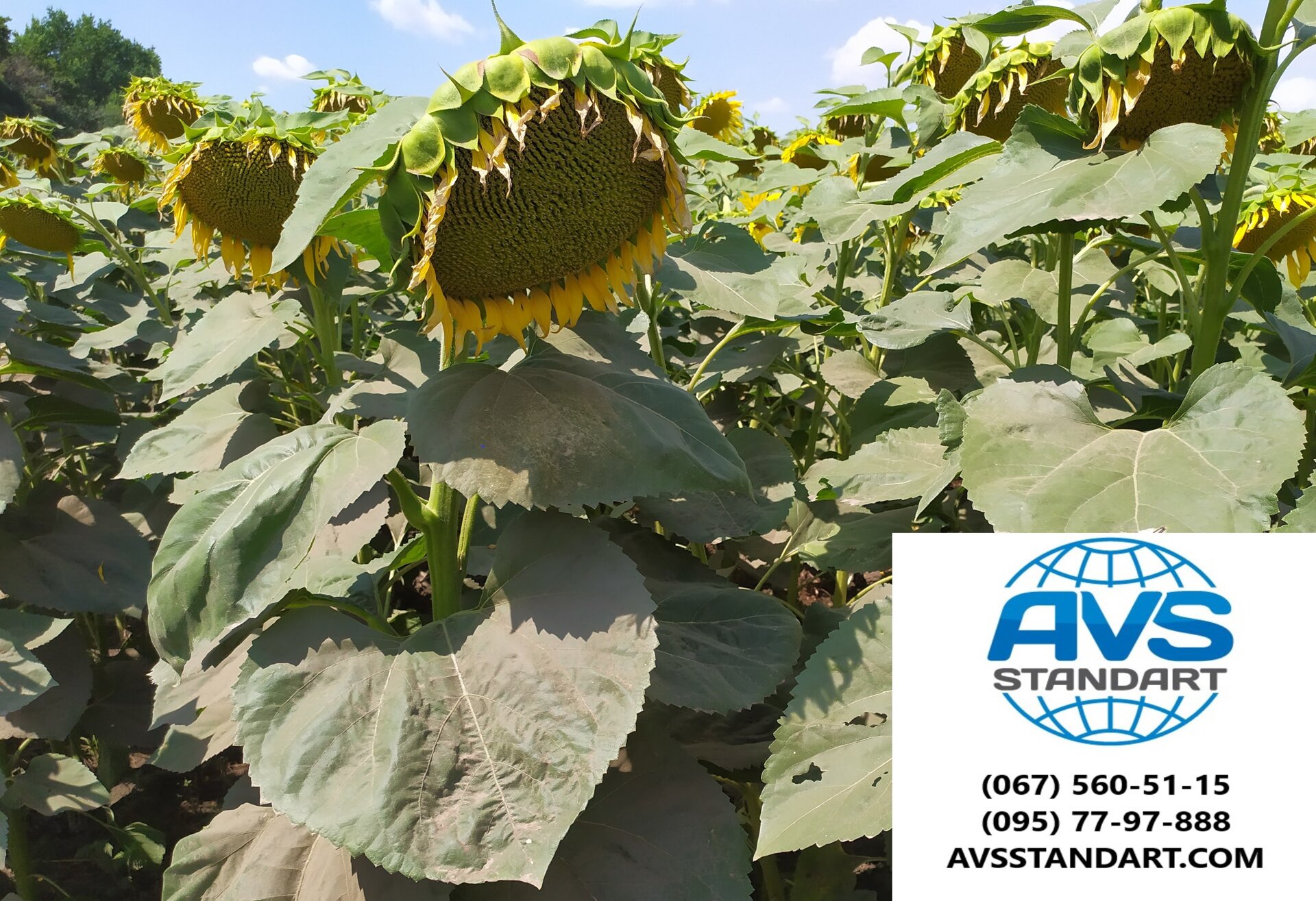 Линейка молдавских гибридов подсолнечника. Семена подсолнечника сорт победа. Подсолнечник спк. Кондитерский подсолнечник лакомка. Посейдон 625 сорт подсолнечника.