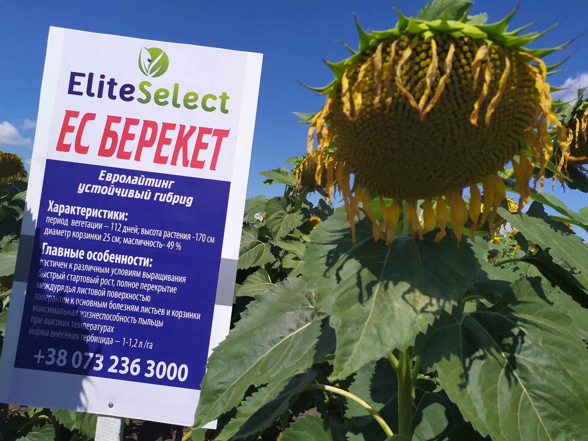 подсолнечника под евролайтинг.