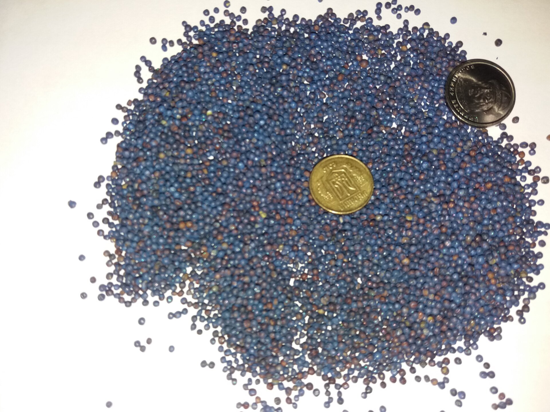 Ярий ріпак стійкий до раундапа РАУДІС. Насіння ріпака РАУДіС стійкого до гліфосату 3л/га. Ранній врожайний ріпак 23ц/га - фото pic_5a91ddf5d95a1ad3005e6b591d5897e5_1920x9000_1.jpg