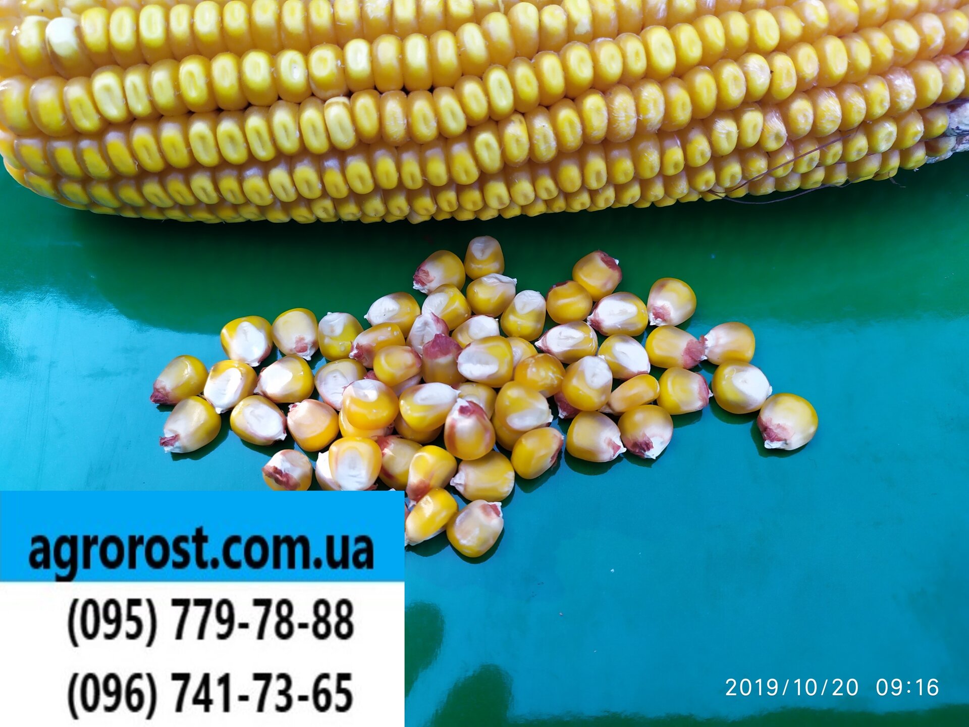 Кукуруза ранняя ДН ПИВИХА ФАО 180, Гибрид высокоурожайный 12,0 т/га, Семена кукурузы устойчивы к полеганию и болезням - фото pic_27d2e162966db7a0360de5ea3df0c831_1920x9000_1.jpg