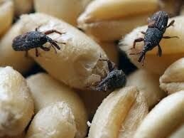 Фумігант для ообробки Зерносховищ Ангарів від шкідників. Димова шашка Генератор. Площа 260 - 520М3 - фото pic_873223aa822aeab_700x3000_1.jpg