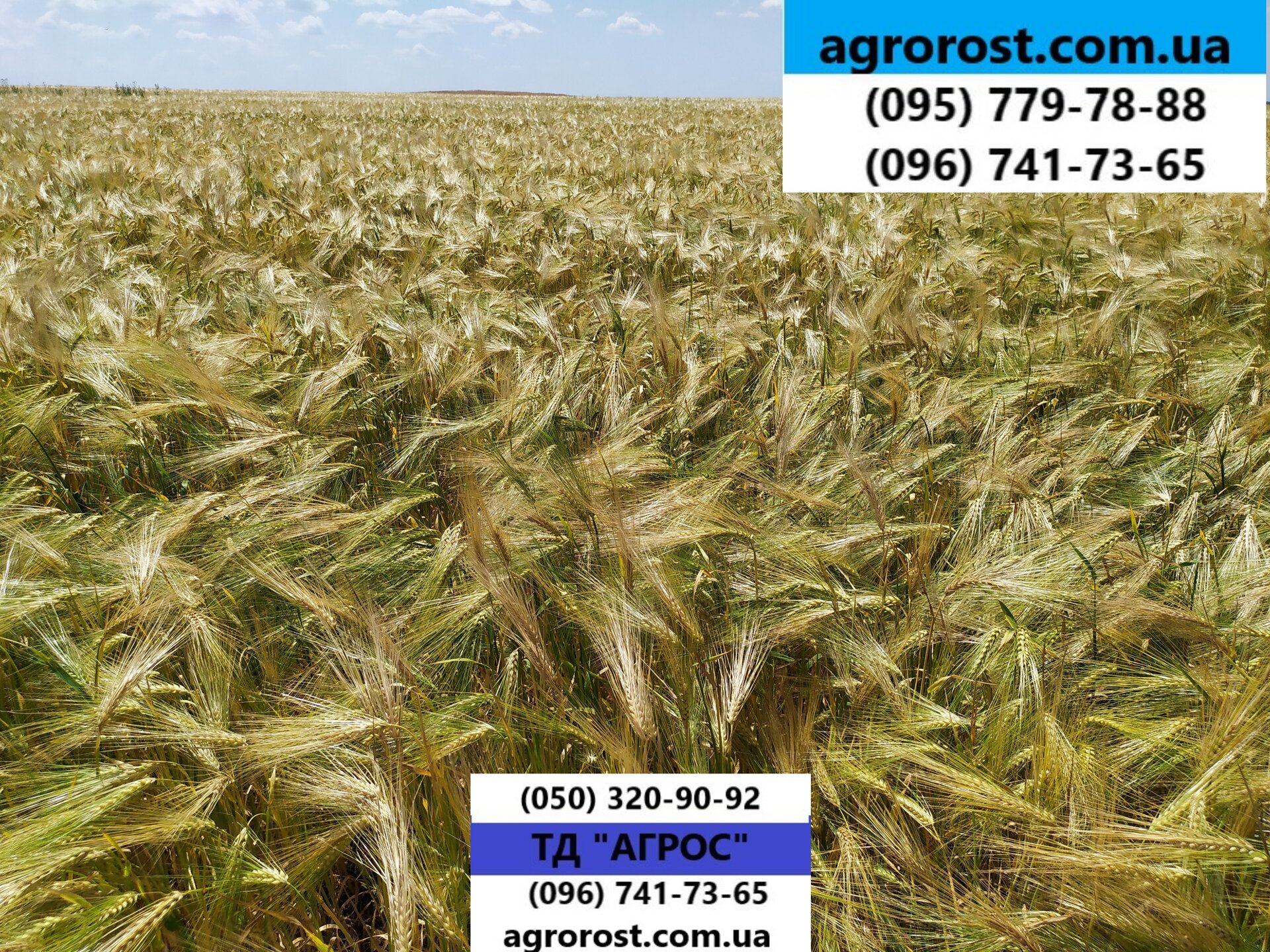 Яровой ячмень Гелиос ранний 90 - 93 дней. Высокоурожайный сорт Гелиос с отличной устойчивостью к засухе, болезням. Элита - фото pic_8a53245e1dd1904adc400c67ae99a7a2_1920x9000_1.jpg