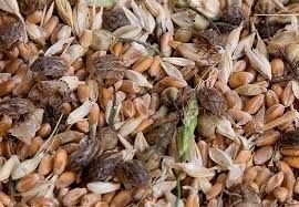 Фумігант для ообробки Зерносховищ Ангарів від шкідників. Димова шашка Генератор. Площа 260 - 520М3 - фото pic_62489fcbf658bed_700x3000_1.jpg