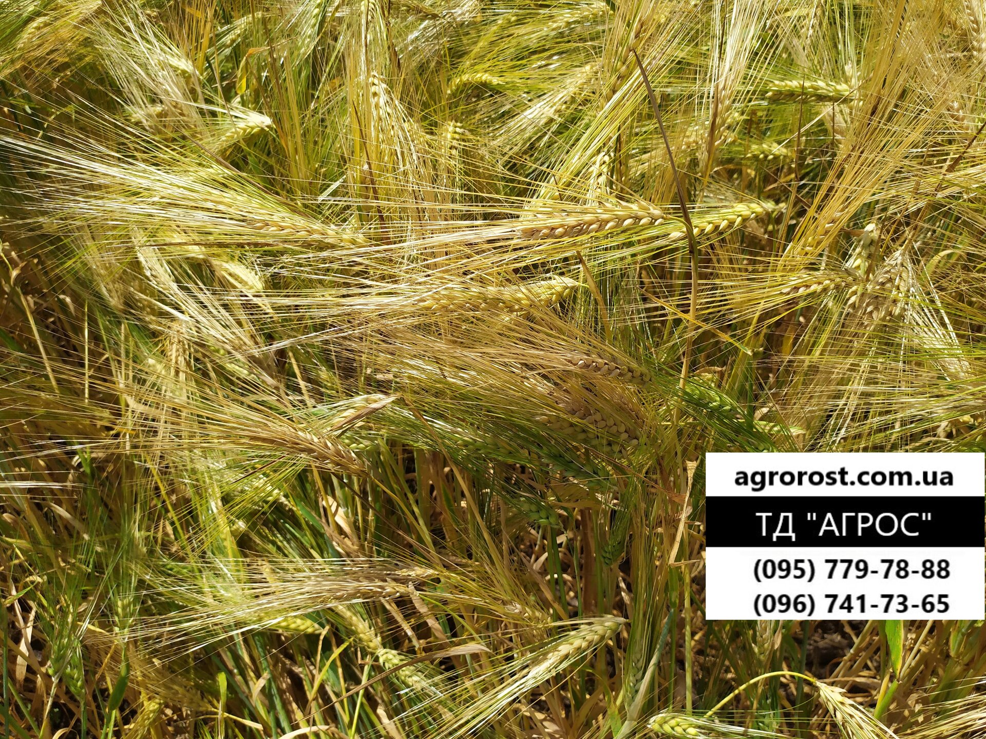 Яровой ячмень Гелиос ранний 90 - 93 дней. Высокоурожайный сорт Гелиос с отличной устойчивостью к засухе, болезням. Элита - фото pic_0c301ab79bd95109ca2198171f073998_1920x9000_1.jpg