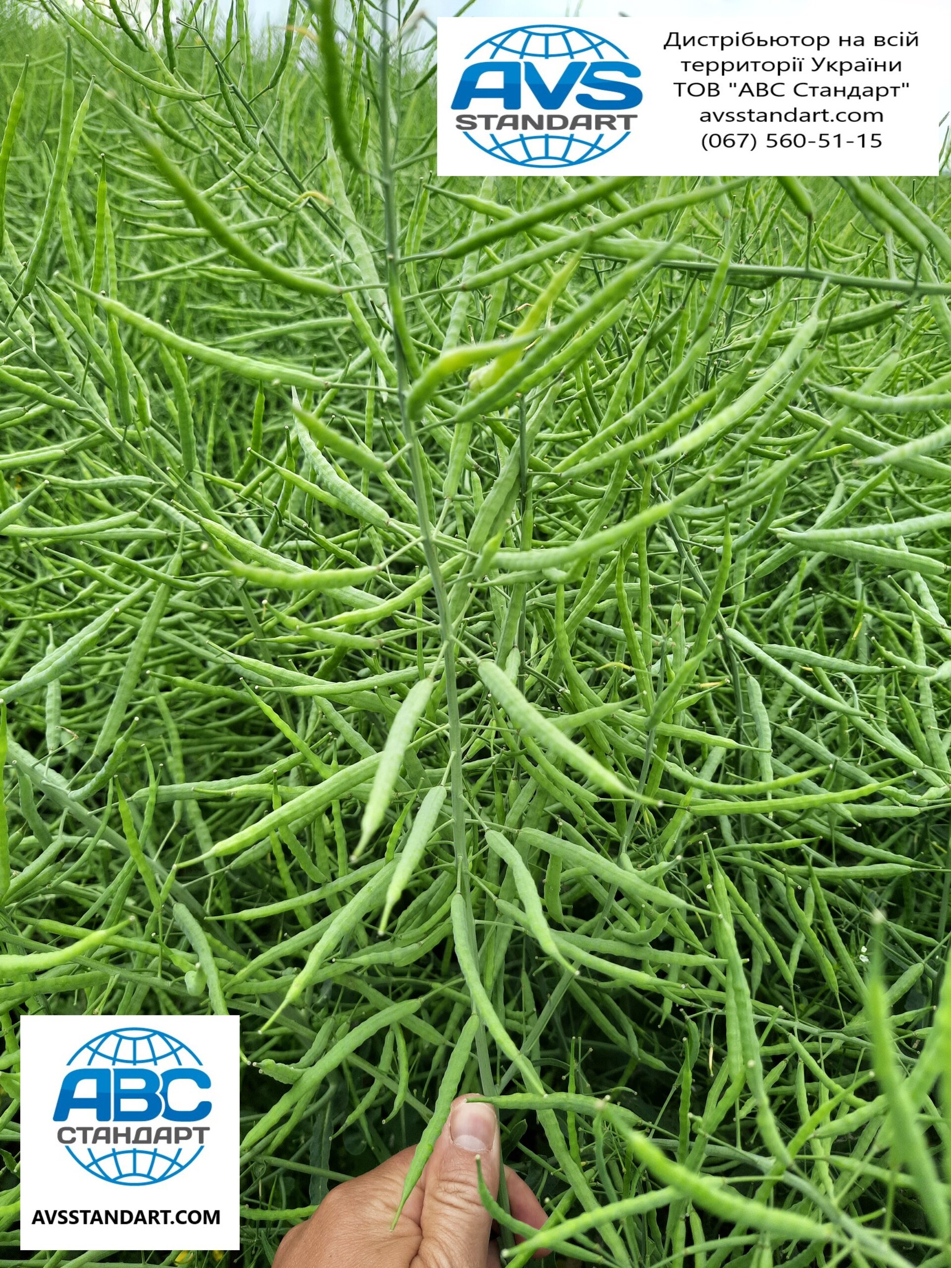 Гібрид озимого ріпаку Джордан під гліфосат. Урожайний озимий ріпак Джордан РС під раундап, 45ц / га. - фото pic_4ad40df330d508fbd59c98648c33c7bd_1920x9000_1.jpg