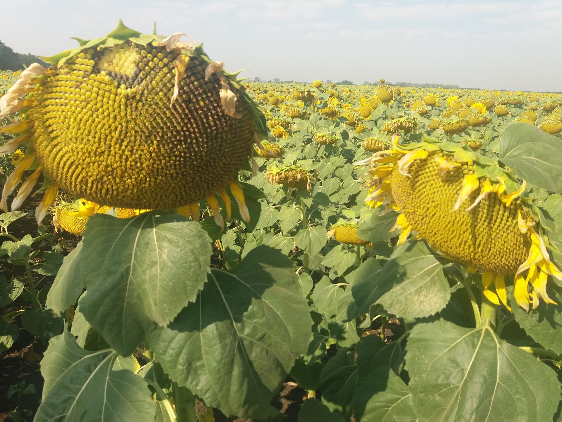 подсолнечник сплошной посев подсолнечника. подсолнух бела. подсолнухи (мини). семена подсолнуха. белый подсолнух.