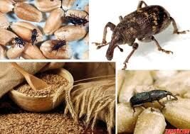 Фумігант для ообробки Зерносховищ Ангарів від шкідників. Димова шашка Генератор. Площа 260 - 520М3 - фото pic_a3eb7d8ee5b03a6_700x3000_1.jpg