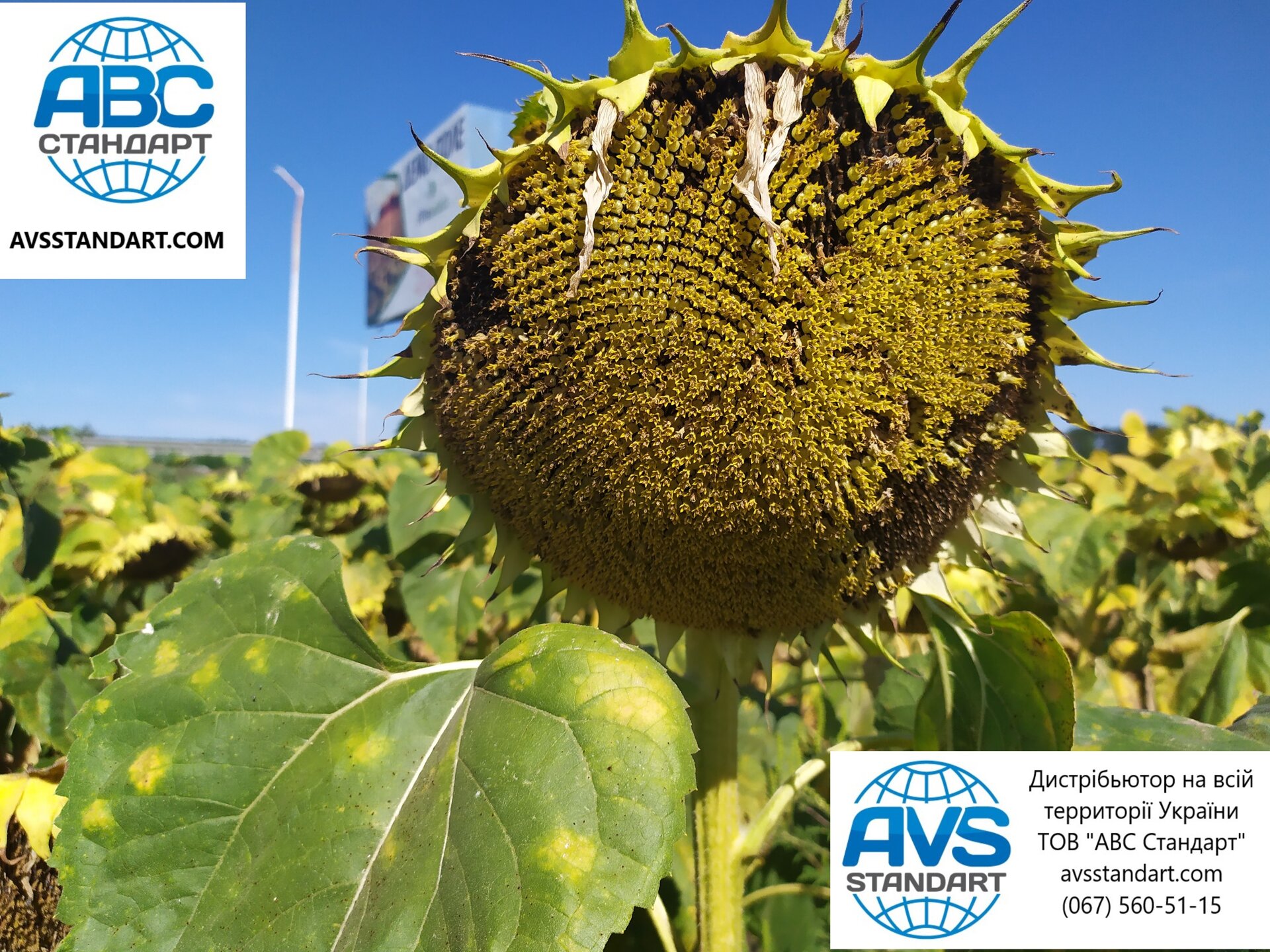 Подсолнечник ЕС Супра под Гранстар. Семена устойчивы к семи расам заразихи A-G засухе болезням. Олия 51%Урожай 45ц/га. Урожай 2020 года. - фото pic_41dcf70648dc00d8f6712040fddb97d6_1920x9000_1.jpg