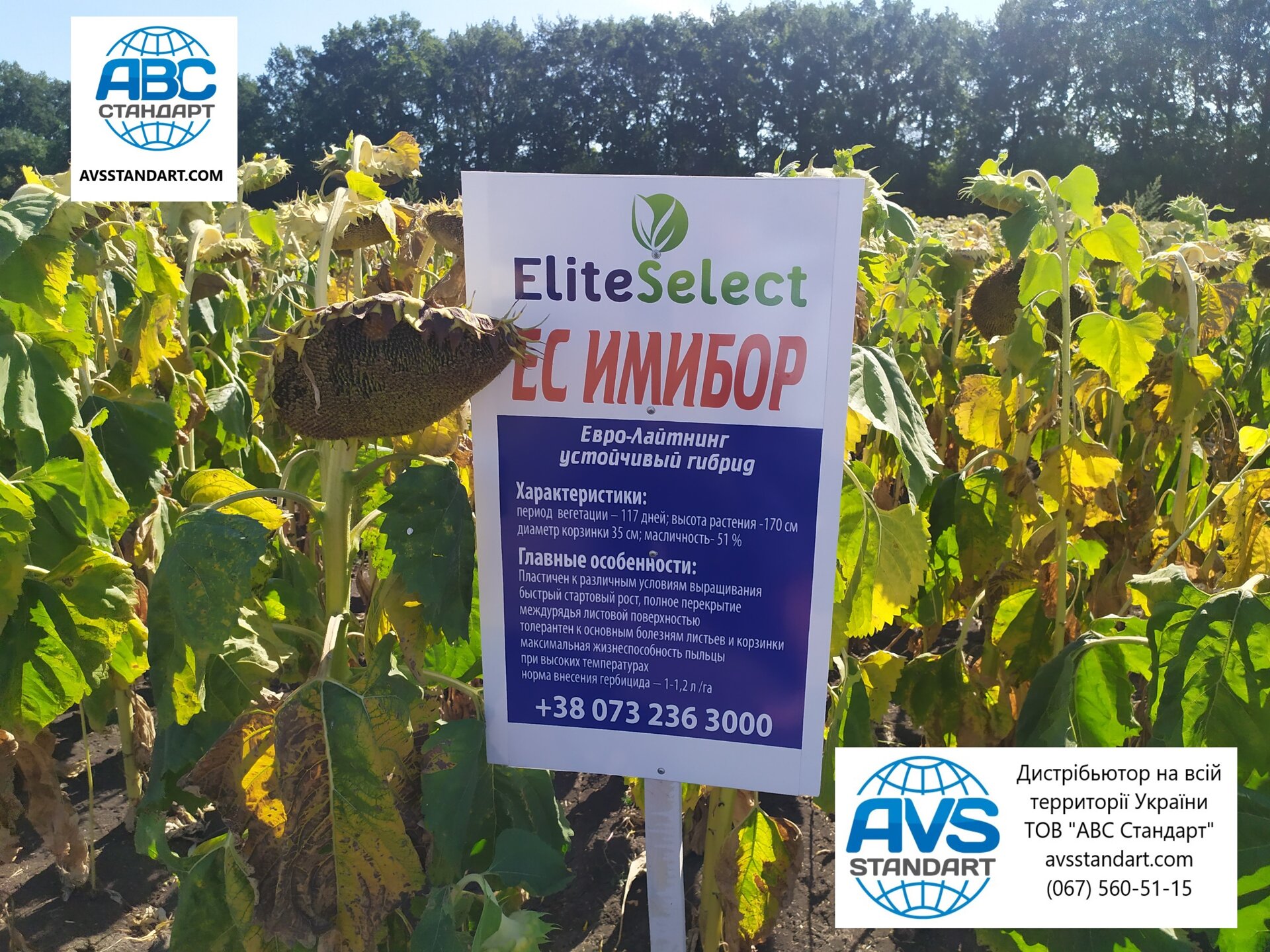 Соняшник ЕС Імібор під Євролайтінг. Врожайний гібрид ЕС Имибор 40ц/га та олійністю 51% - фото pic_d9173bf86e022cc7ce98323280cfd995_1920x9000_1.jpg