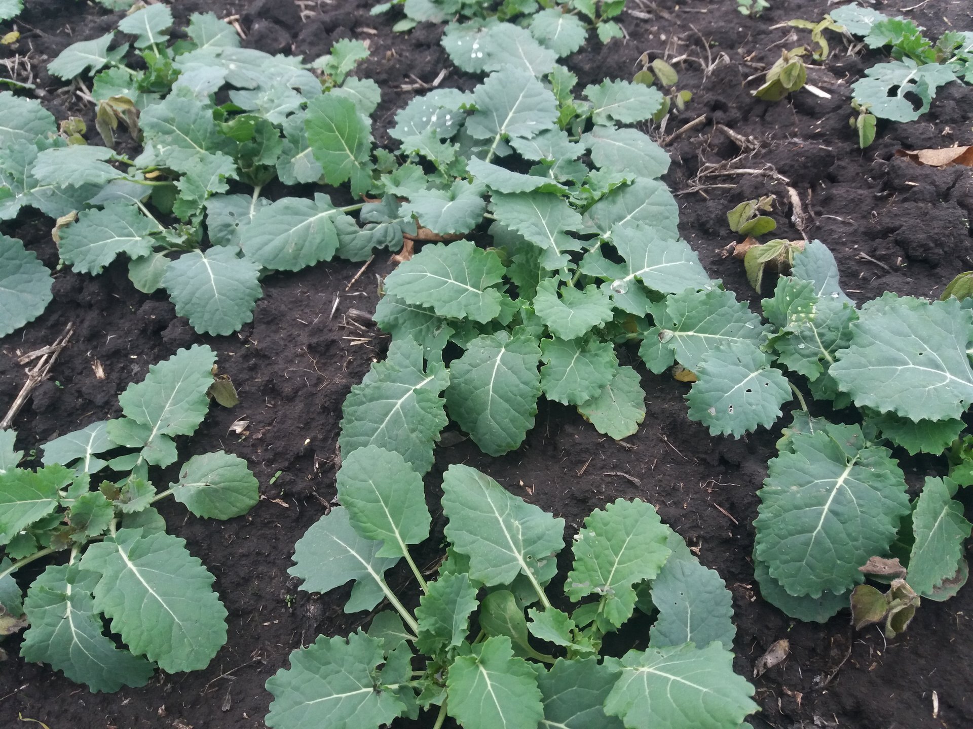 Ярий ріпак стійкий до раундапа РАУДІС. Насіння ріпака РАУДіС стійкого до гліфосату 3л/га. Ранній врожайний ріпак 23ц/га - фото pic_4d2971040f1b1d6_1920x9000_1.jpg