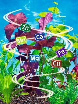 Ярий ріпак стійкий до раундапа РАУДІС. Насіння ріпака РАУДіС стійкого до гліфосату 3л/га. Ранній врожайний ріпак 23ц/га - фото pic_3a657d39dc40695_1920x9000_1.jpg