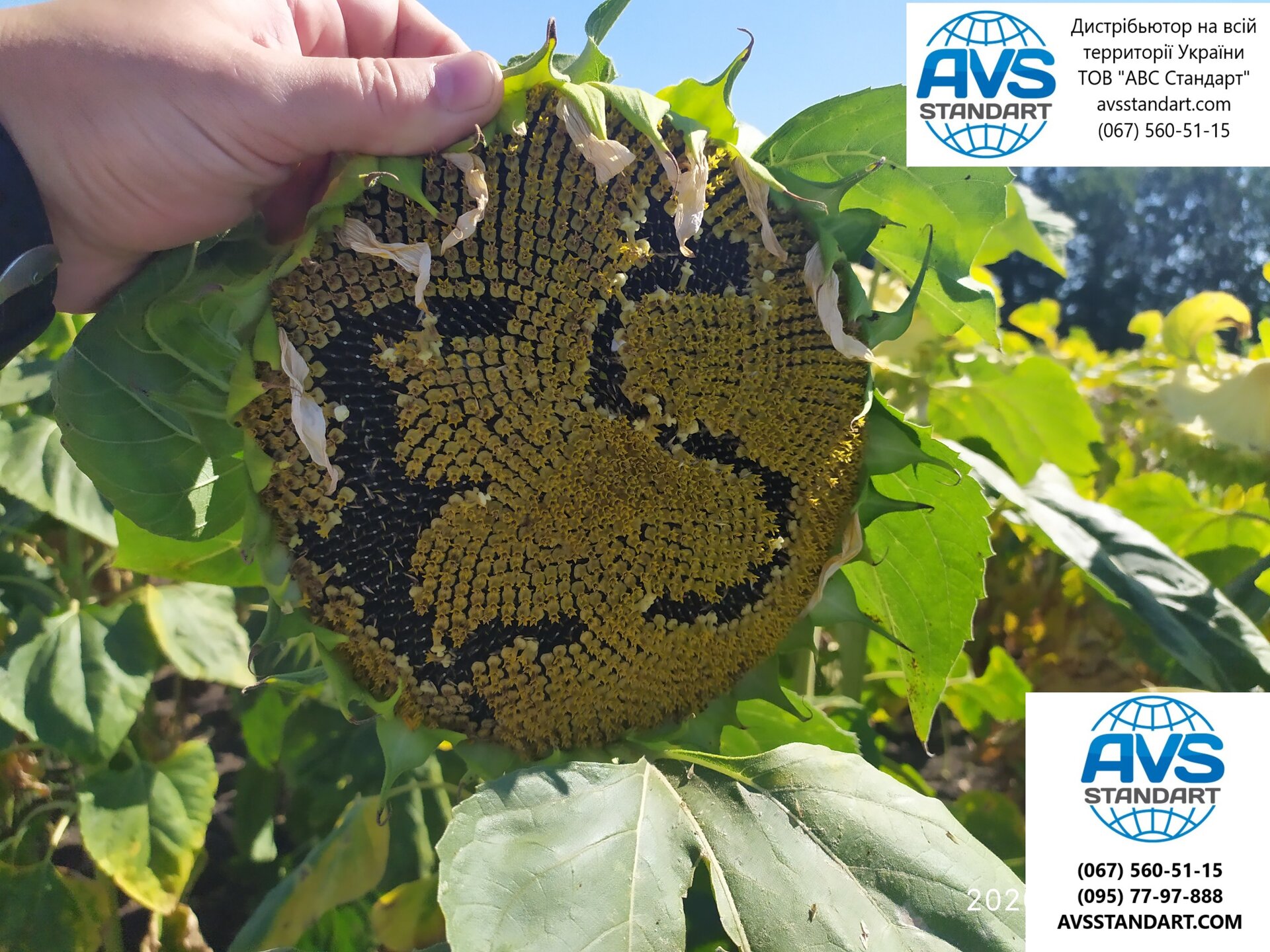 Подсолнечник ЕС Супра под Гранстар. Семена устойчивы к семи расам заразихи A-G засухе болезням. Олия 51%Урожай 45ц/га. Урожай 2020 года. - фото pic_50bb5bc63287a996e95ce611b28b2d65_1920x9000_1.jpg