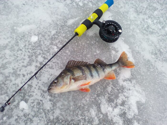 Зимняя подлёдная ловля. Снасти для зимней рыбалки. - фото pic_f833854b6eada0f_700x3000_1.jpg