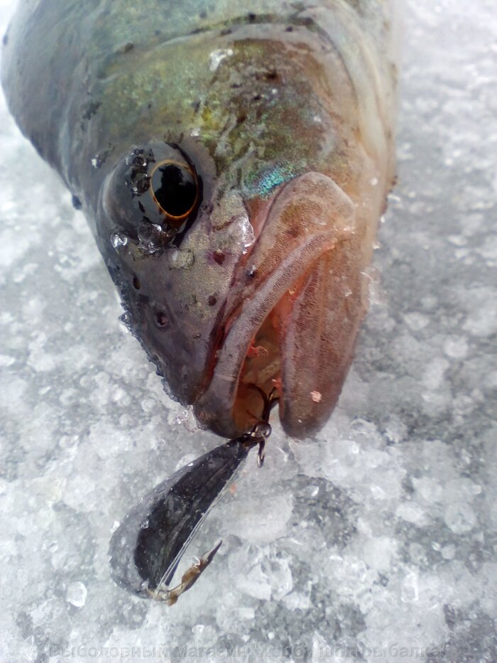 Зимняя подлёдная ловля. Снасти для зимней рыбалки. - фото pic_a9929a6c9a76a76_700x3000_1.jpg