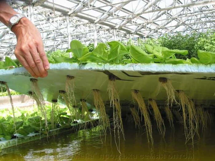 Выращивание овощей на гидропонике - фото pic_065726e8777753c_700x3000_1.jpg