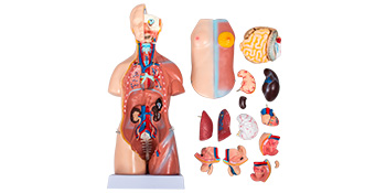 VEVOR 45 см Унісекс Анатомічна модель тулуба з ПВХ Модель людського тіла Анатомічна модель тулуба з 23 частинами для студентів-медиків, лікарів та викладачів