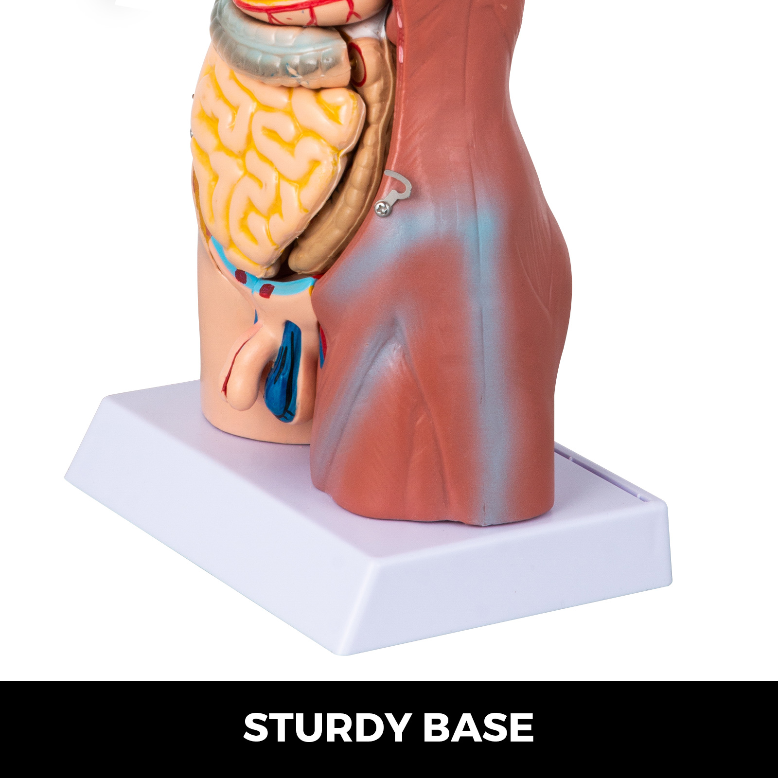 VEVOR 45 см Унісекс Анатомічна модель тулуба з ПВХ Модель людського тіла Анатомічна модель тулуба з 23 частинами для студентів-медиків, лікарів та викладачів