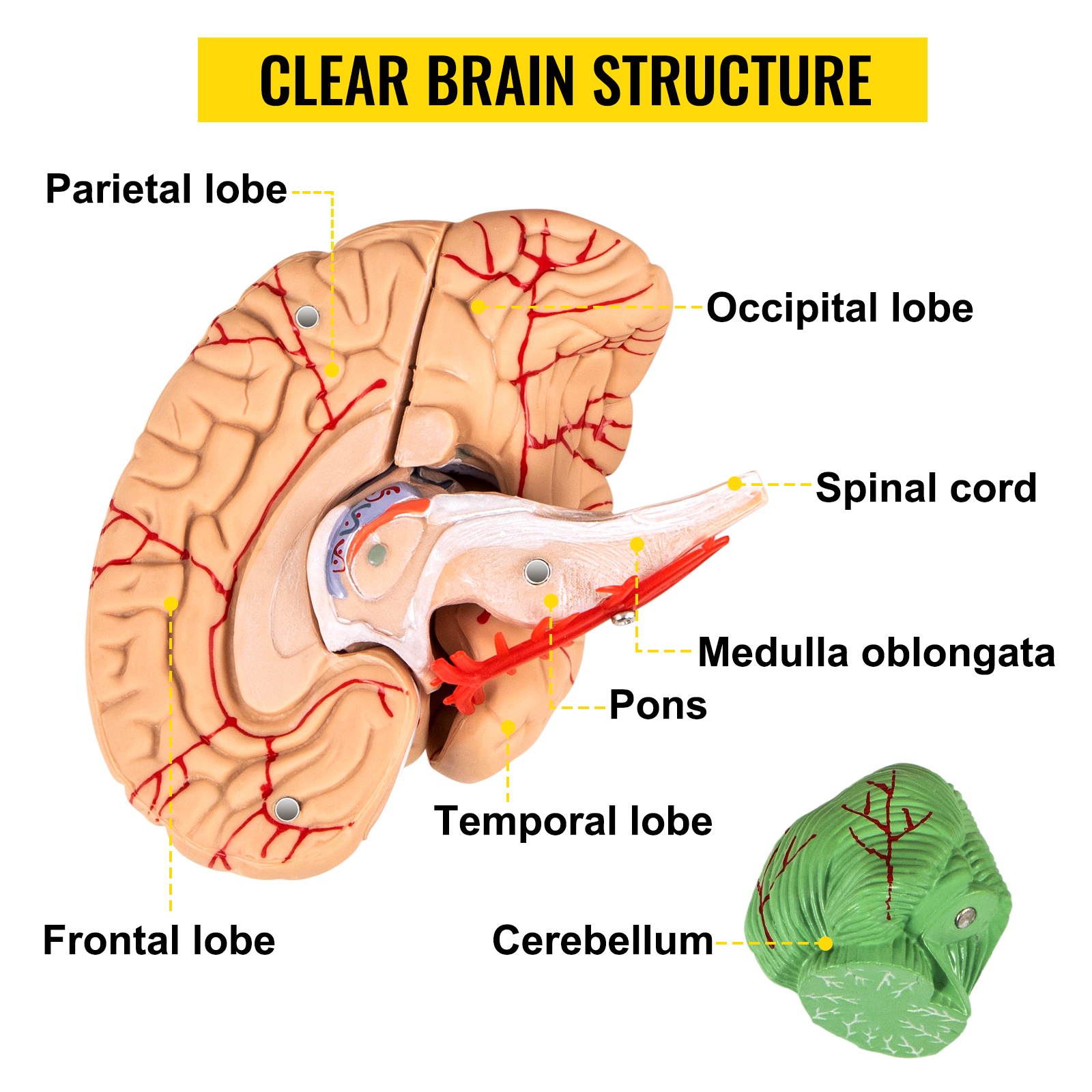 VEVOR Кольоровий 1:1 анатомічна людина 8 частин мозок череп скелет модель ПВХ