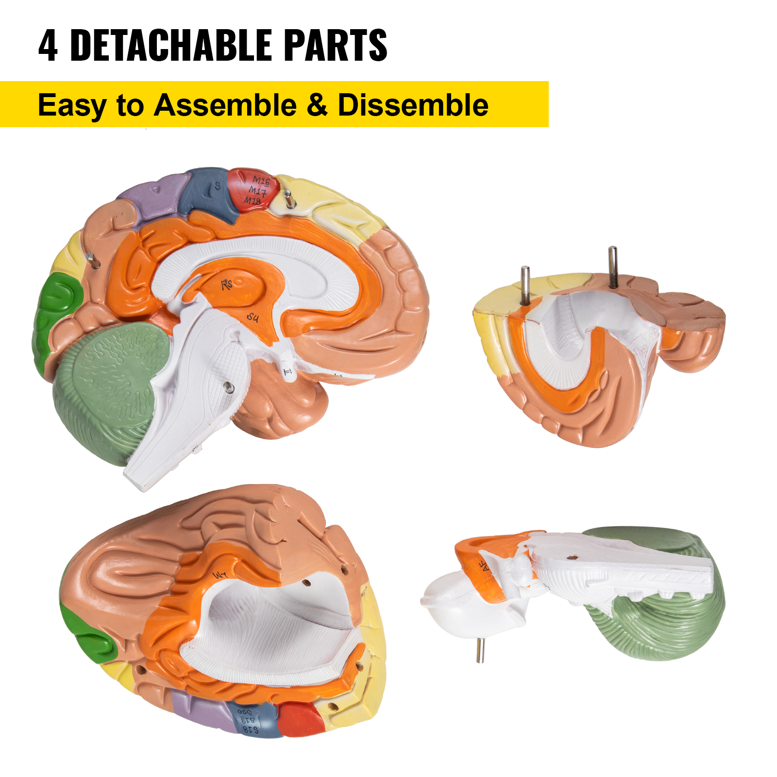 Анатомічна модель мозку людини VEVOR з ПВХ 22×17×16см модель мозку можна розібрати на 4 частини, що ідеально підходить для викладання та вивчення будови мозку та анатомічної неврології