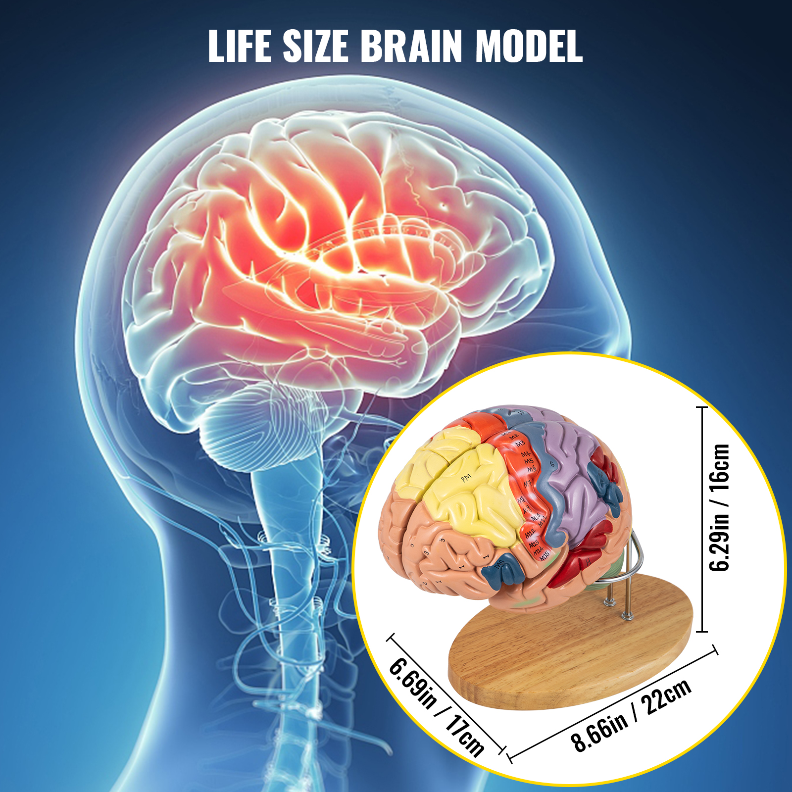 Анатомічна модель мозку людини VEVOR з ПВХ 22×17×16см модель мозку можна розібрати на 4 частини, що ідеально підходить для викладання та вивчення будови мозку та анатомічної неврології