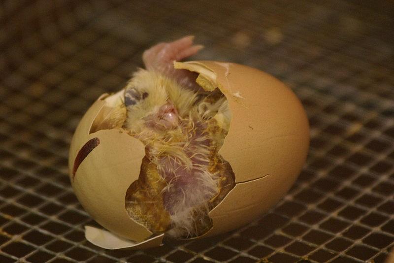 Выведение цыплят в инкубаторе от А до Я - фото vilupl.jpg